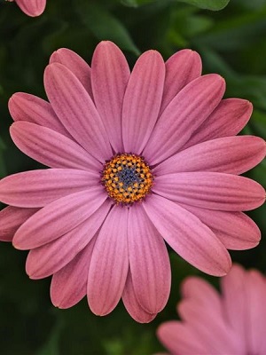OSTEOSPERMUM Zion Rose Surprise